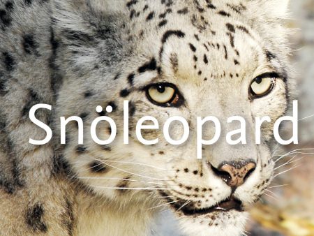 Snöleopard Discount